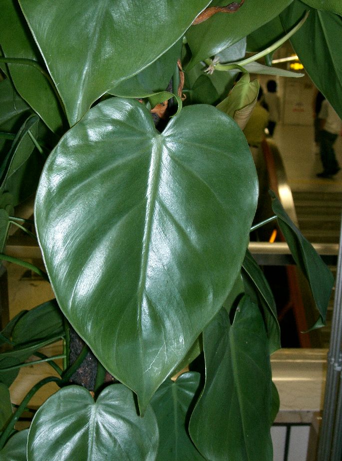 Sweetheart Plant